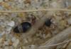 Smicromyrme sp.
